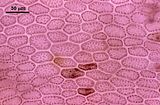 5 - Cellule corticali in visione superficiale